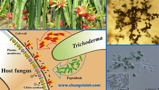 che-pham-nam-Trichoderma-4.jpg